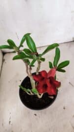 Planta Dobrada 3138 – 30cm – 02 anos - Imagem 4