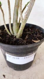 Planta Dobrada 3138 – 30cm – 02 anos - Imagem 7