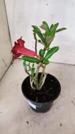 Planta Dobrada 3138 – 30cm – 02 anos - Imagem 6