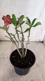Planta Dobrada 3138 – 30cm – 02 anos - Imagem 5