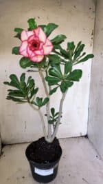 Planta Dobrada 3139 – 35cm – 03 anos - Imagem 2