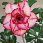 Planta Dobrada 3139 – 35cm – 03 anos