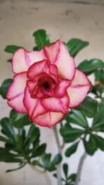 Planta Dobrada 3139 – 35cm – 03 anos