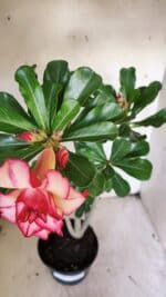 Planta Dobrada 3139 – 35cm – 03 anos - Imagem 9