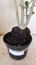 Planta Dobrada 3139 – 35cm – 03 anos - Imagem 8