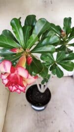 Planta Dobrada 3139 – 35cm – 03 anos - Imagem 4