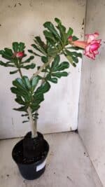 Planta Dobrada 3139 – 35cm – 03 anos - Imagem 7