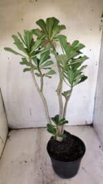 Planta Dobrada 3139 – 35cm – 03 anos - Imagem 6