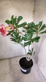 Planta Dobrada 3139 – 35cm – 03 anos - Imagem 5