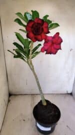 Planta Dobrada 3140 – 35cm – 03 anos - Imagem 2