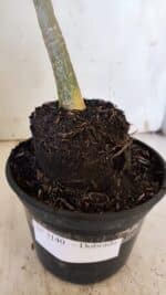 Planta Dobrada 3140 – 35cm – 03 anos - Imagem 7