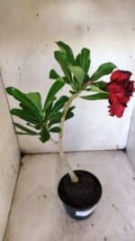 Planta Dobrada 3140 – 35cm – 03 anos - Imagem 6