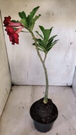 Planta Dobrada 3140 – 35cm – 03 anos - Imagem 5