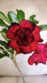 Planta Dobrada 3140 – 35cm – 03 anos