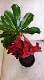 Planta Dobrada 3140 – 35cm – 03 anos - Imagem 4