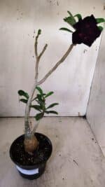 Planta Dobrada 3142 – 35cm – 03 anos - Imagem 2