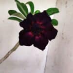 Planta Dobrada 3142 – 35cm – 03 anos