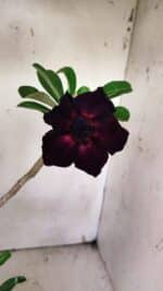 Planta Dobrada 3142 – 35cm – 03 anos