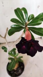 Planta Dobrada 3142 – 35cm – 03 anos - Imagem 4