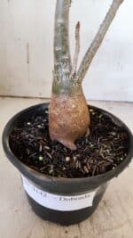 Planta Dobrada 3142 – 35cm – 03 anos - Imagem 7