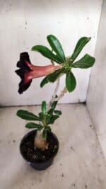 Planta Dobrada 3142 – 35cm – 03 anos - Imagem 5