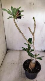 Planta Dobrada 3142 – 35cm – 03 anos - Imagem 6