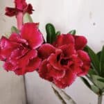 Planta Dobrada 3143 – 35cm – 03 anos