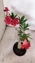 Planta Dobrada 3143 – 35cm – 03 anos - Imagem 7