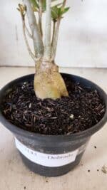 Planta Dobrada 3143 – 35cm – 03 anos - Imagem 8