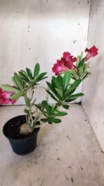 Planta Dobrada 3143 – 35cm – 03 anos - Imagem 6