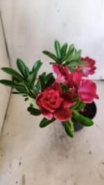 Planta Dobrada 3143 – 35cm – 03 anos - Imagem 5