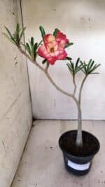 Planta Dobrada 3144 – 35cm – 03 anos - Imagem 2