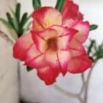 Planta Dobrada 3144 – 35cm – 03 anos