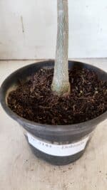 Planta Dobrada 3144 – 35cm – 03 anos - Imagem 7