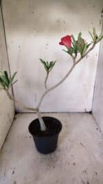 Planta Dobrada 3144 – 35cm – 03 anos - Imagem 5