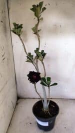 Planta Dobrada 3145 – 40cm – 03 anos - Imagem 2