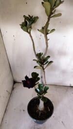 Planta Dobrada 3145 – 40cm – 03 anos - Imagem 5