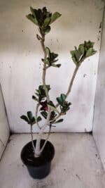 Planta Dobrada 3145 – 40cm – 03 anos - Imagem 4