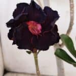 Planta Dobrada 3145 – 40cm – 03 anos