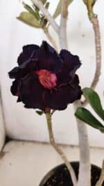 Planta Dobrada 3145 – 40cm – 03 anos