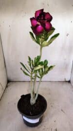 Planta Dobrada 3146 – 30cm – 02 anos - Imagem 2