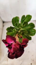 Planta Dobrada 3146 – 30cm – 02 anos - Imagem 5