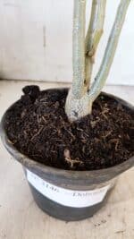 Planta Dobrada 3146 – 30cm – 02 anos - Imagem 6