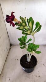 Planta Dobrada 3146 – 30cm – 02 anos - Imagem 4