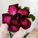 Planta Dobrada 3146 – 30cm – 02 anos