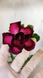 Planta Dobrada 3146 – 30cm – 02 anos