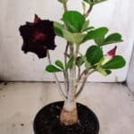 Planta Dobrada 3147 – 30cm – 02 anos