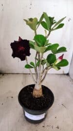 Planta Dobrada 3147 – 30cm – 02 anos