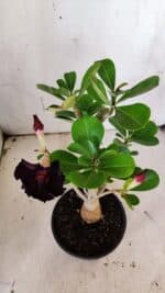 Planta Dobrada 3147 – 30cm – 02 anos - Imagem 4