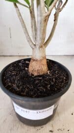 Planta Dobrada 3147 – 30cm – 02 anos - Imagem 7